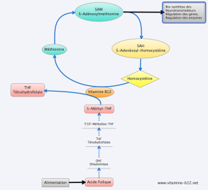 vitamine-B12-methionine